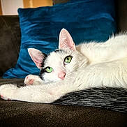 Stella joined the competition — help win amazing prizes! animal, black_markings, blue_cushion, cat, closeup, couch, cozy, domestic_animal, feline, fur, green_eyes, home, indoor, paw, pet, pink_nose, relaxed, resting, whiskers, white_cat