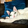 animal, black_markings, blue_cushion, cat, closeup, couch, cozy, domestic_animal, feline, fur, green_eyes, home, indoor, paw, pet, pink_nose, relaxed, resting, whiskers, white_cat