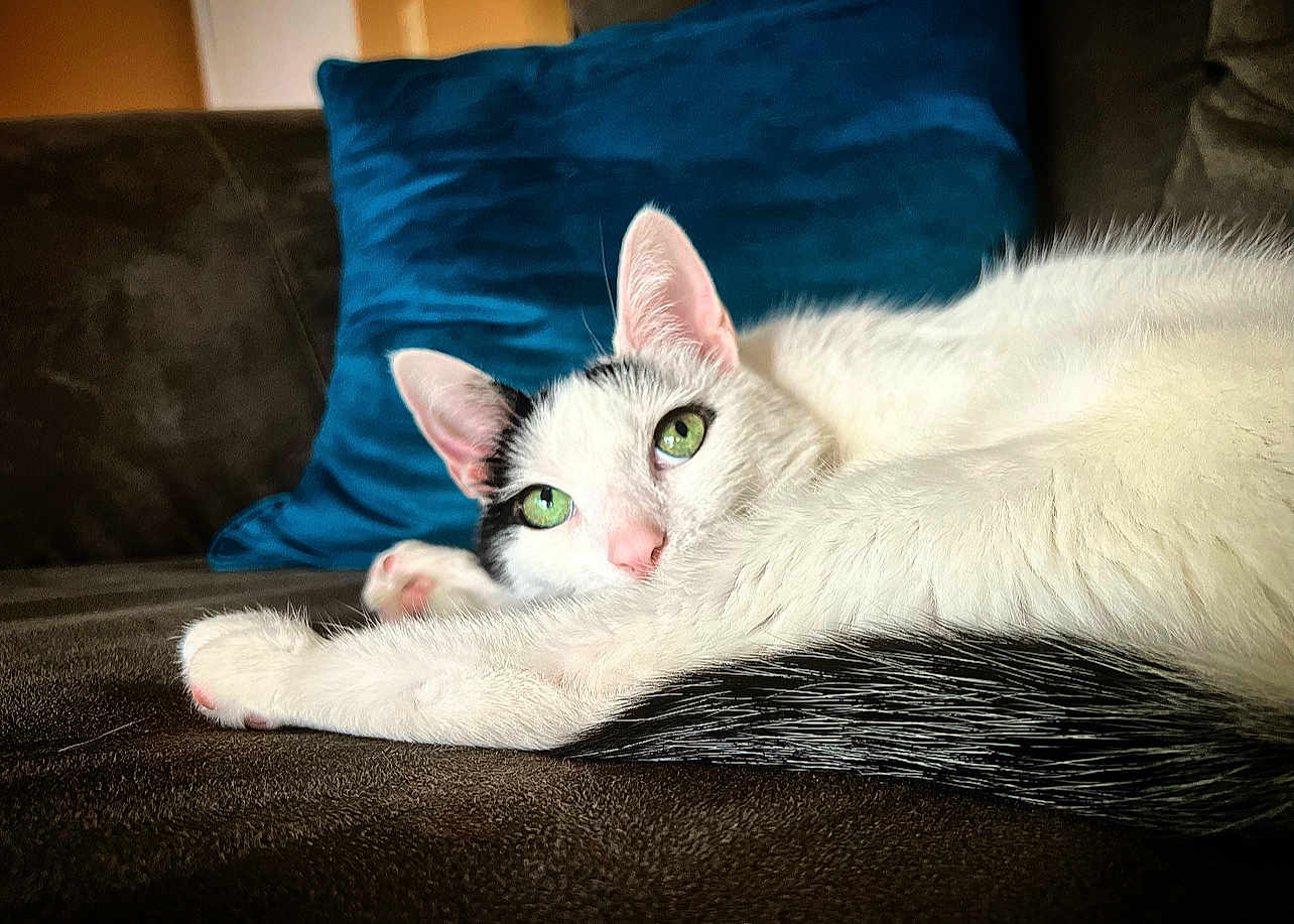 Stella