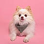 Teemo is registered to the contest to win money with this photo: dog, pomeranian, fluffy, scarf, pet, animal, cute, studio, portrait, pink_background, sitting, small_dog, fur, mammal, domestic_animal, adorable, looking_at_camera, indoor, isolated, pink