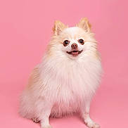 Teemo joined the competition — help win amazing prizes! dog, pomeranian, fluffy, smiling, pet, animal, studio, pink_background, cute, happy, sitting, fur, small_dog, portrait, domestic_animal, canine, friendly, indoors, isolated, bright