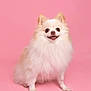 dog, pomeranian, fluffy, smiling, pet, animal, studio, pink_background, cute, happy, sitting, fur, small_dog, portrait, domestic_animal, canine, friendly, indoors, isolated, bright