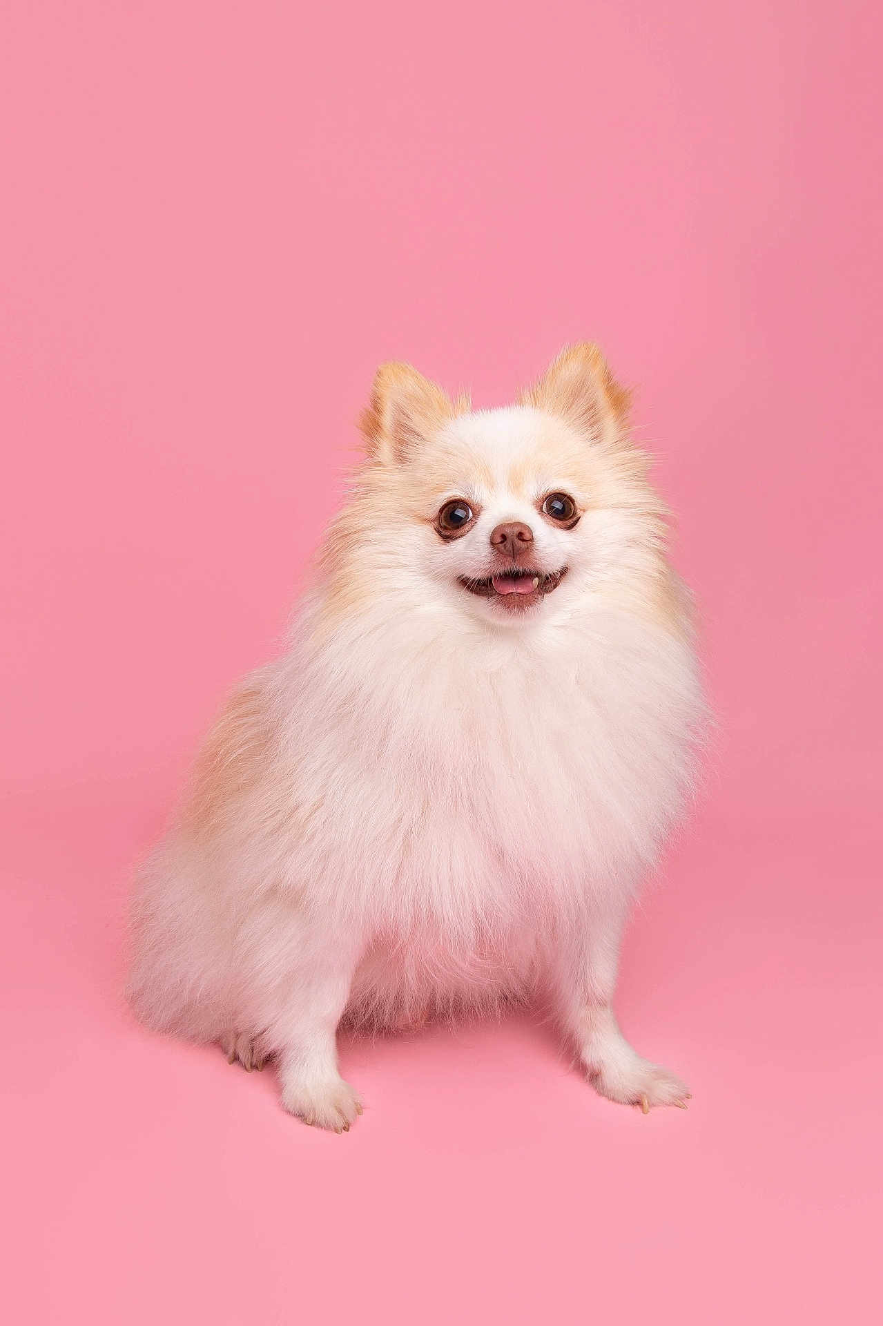 Teemo joined the competition — help win amazing prizes! dog, pomeranian, fluffy, smiling, pet, animal, studio, pink_background, cute, happy, sitting, fur, small_dog, portrait, domestic_animal, canine, friendly, indoors, isolated, bright
