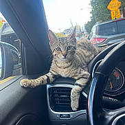 Lord Henry joined the competition — help win amazing prizes! cat, kitten, tabby, dashboard, car_interior, air_vent, steering_wheel, window, street, speed_bump_sign, urban, daylight, vehicle, paw, curious, relaxed, pet, animal, closeup, indoor