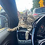 cat, kitten, tabby, dashboard, car_interior, air_vent, steering_wheel, window, street, speed_bump_sign, urban, daylight, vehicle, paw, curious, relaxed, pet, animal, closeup, indoor