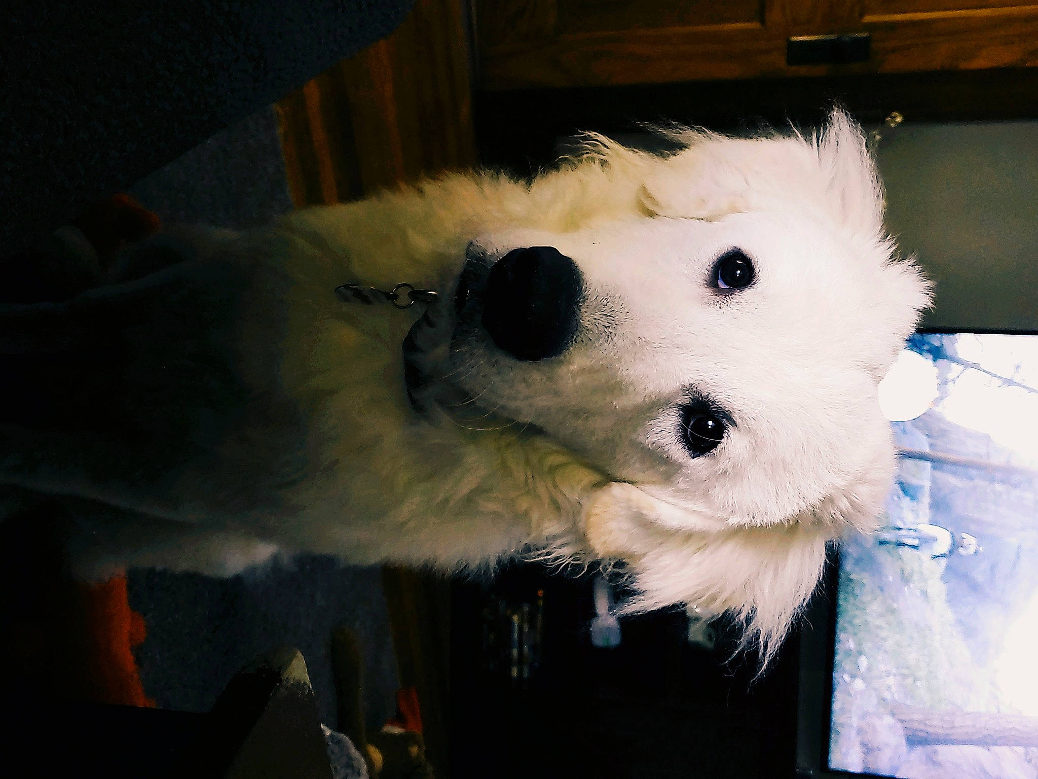 Remington joined the competition — help win amazing prizes! canidae, carnivore, companion_dog, dog, dog_breed, eye, felidae, fur, mammal, non_sporting_group, puppy, small_terrier, snout, sporting_group, stuffed_toy, toy, toy_dog, whiskers, working_animal