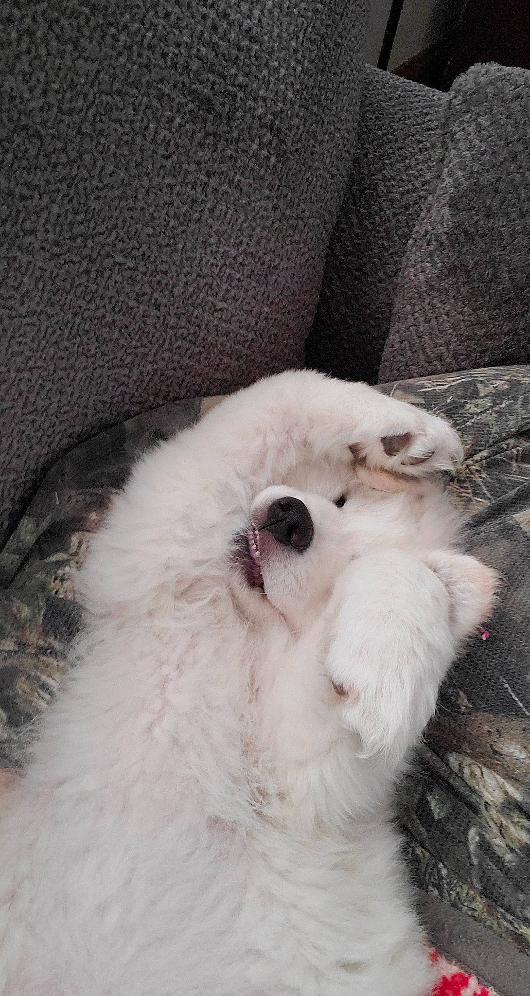 Remington is registered to the contest to win money with this photo: canidae, carnivore, companion_dog, dog, dog_breed, fawn, felidae, fur, non_sporting_group, small_to_medium_sized_cats, snout, sporting_group, terrestrial_animal, whiskers, working_animal