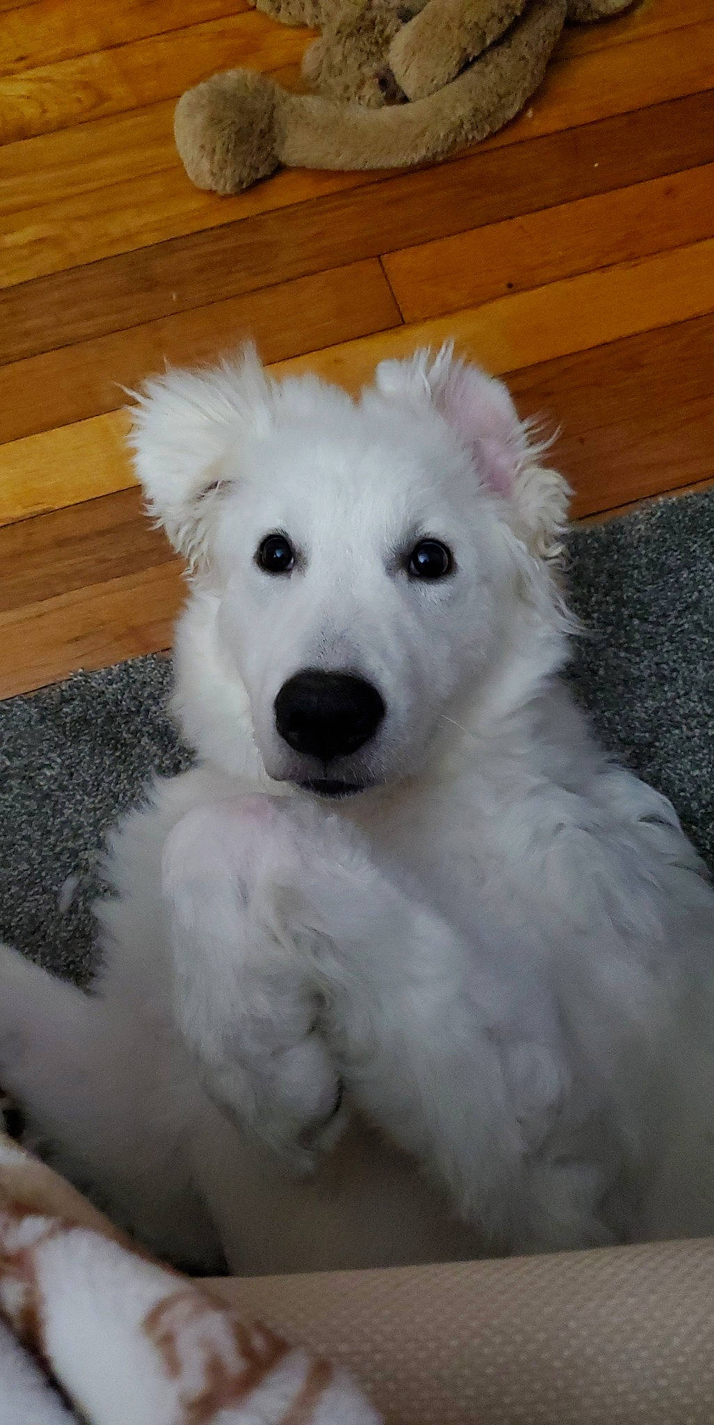 Remington joined the competition — help win amazing prizes! canidae, carnivore, companion_dog, dog, dog_breed, fur, hardwood, maltepoo, non_sporting_group, plant, poodle, snout, sporting_group, terrestrial_animal, terrier, toy_dog, varnish, wood, wood_stain, working_animal