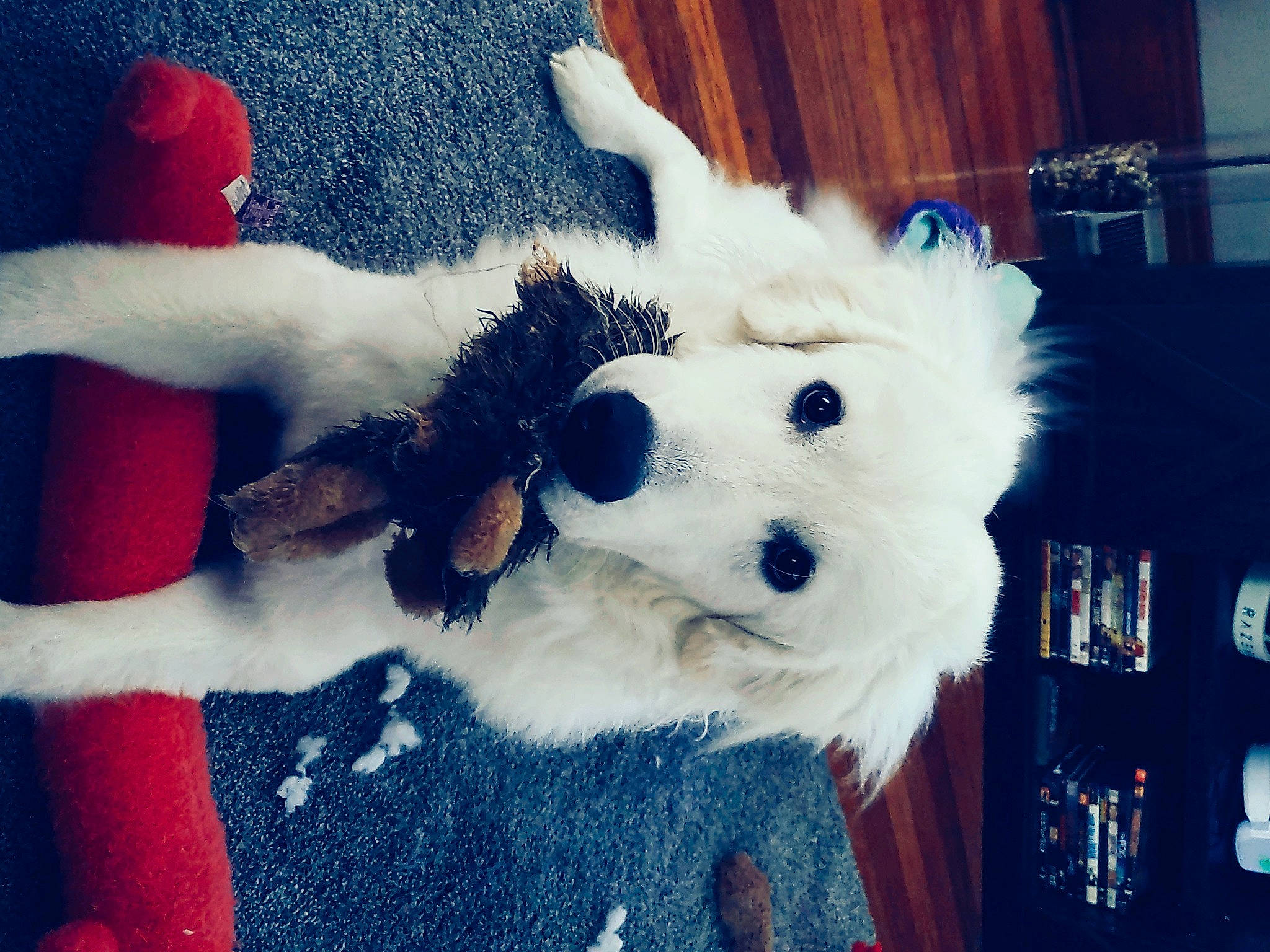 Remington is registered to the contest to win money with this photo: canidae, carnivore, cloud, companion_dog, dog_breed, dog_clothes, fawn, felidae, fur, gesture, happy, selfie, sky, small_to_medium_sized_cats, snout, sporting_group, tail, toy, toy_dog, whiskers