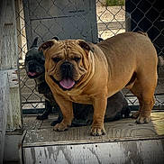 Buddy joined the competition — help win amazing prizes! animal, bulldog, canine, closeup, companion, dog, domestic_animal, fence, friendly, happy, outdoor, pet, playful, porch, shade, sitting, standing, tongue_out, two_dogs, wooden_floor
