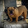 animal, bulldog, canine, closeup, companion, dog, domestic_animal, fence, friendly, happy, outdoor, pet, playful, porch, shade, sitting, standing, tongue_out, two_dogs, wooden_floor