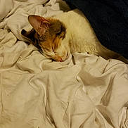 Clementine is registered to the contest to win money with this photo: cat, sleeping, blanket, bed, white_bedsheet, cozy, fur, resting, indoors, pet, animal, calm, cute, domestic_cat, feline, nap, comfort, relaxation, soft, warm