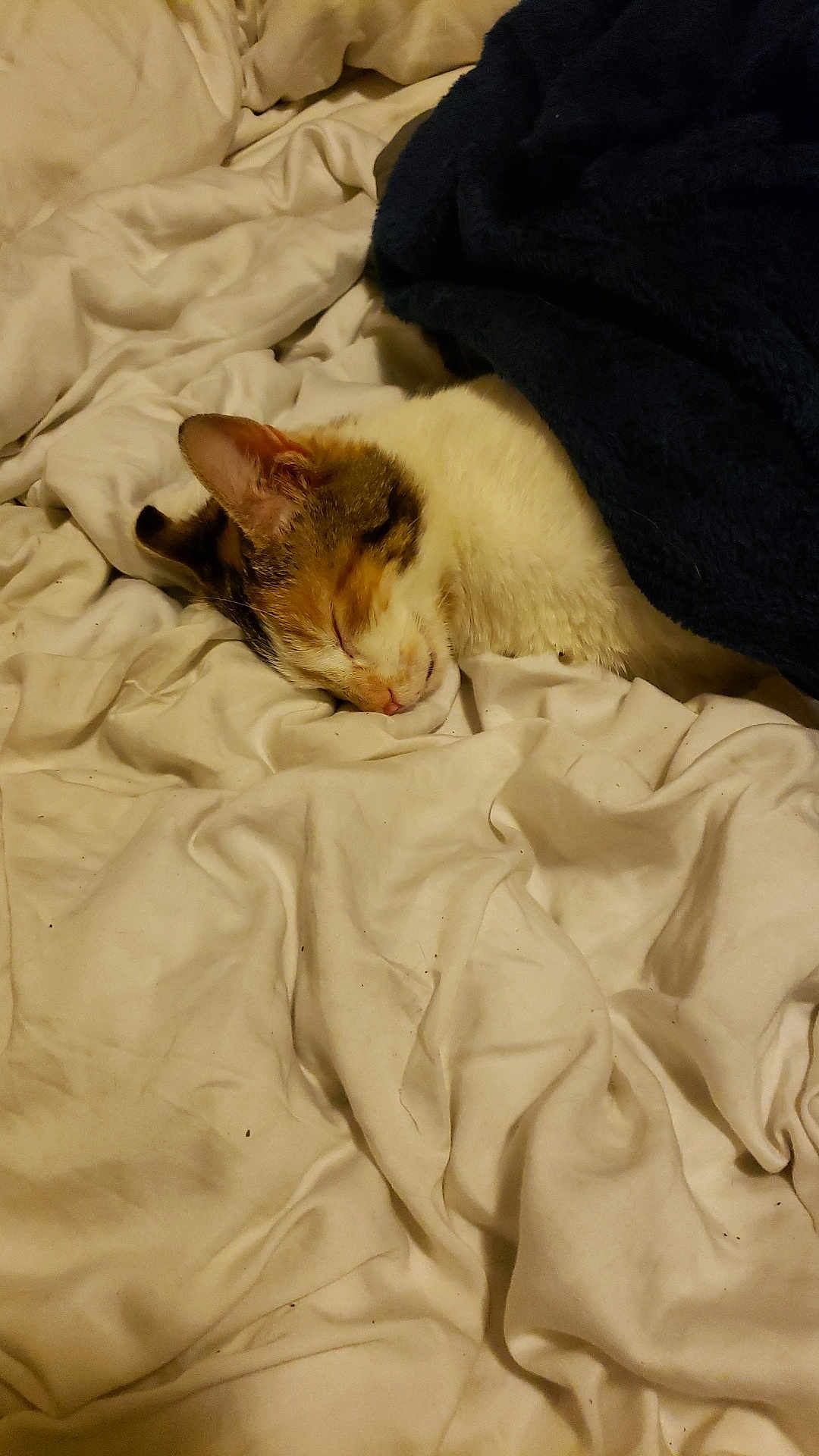 Clementine