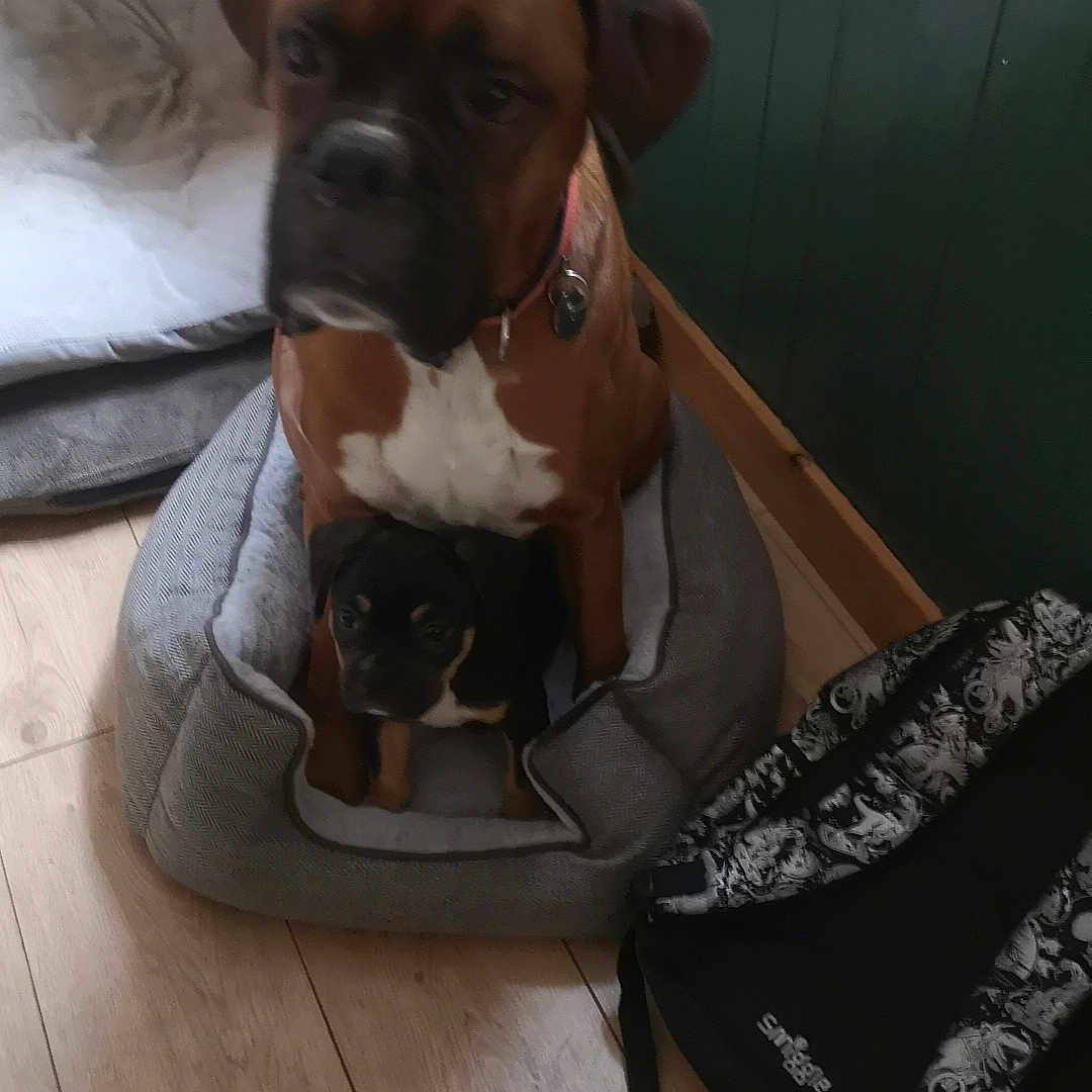 Sonny is registered to the contest to win money with this photo: animal, backpack, black_puppy, brown_dog, coat, companion, cute, dog, domestic, floor, friendship, indoor, large_dog, pet, pet_bed, puppy, resting, sitting, small_puppy, wooden_floor