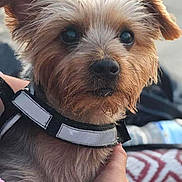 Nougat a rejoint le concours — aidez-le/la à gagner de superbes lots ! animal, black_collar, blurred_background, brown_fur, close_up, collar, companion, cute, dog, ears, fur, hand, outdoor, person, pet, pink_clothing, portrait, reflection, scruffy, small_dog