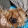 Nougat participe au concours pour gagner de l'argent avec cette photo : dog, pet, lying_down, smiling, teeth, fur, blanket, blue, couch, pillow, patterned_pillow, indoor, closeup, cute, relaxed, animal, fluffy, sleepy, companion, household
