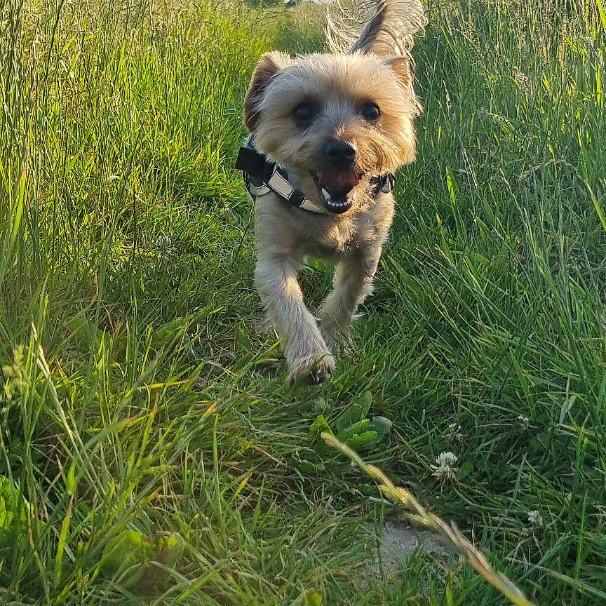 Nougat participe au concours pour gagner de l'argent avec cette photo : animal, clear_sky, collar, daytime, dog, field, fur, grass, greenery, happy, nature, outdoor, path, pet, running, sky, small_dog, summer, sunlight, tail