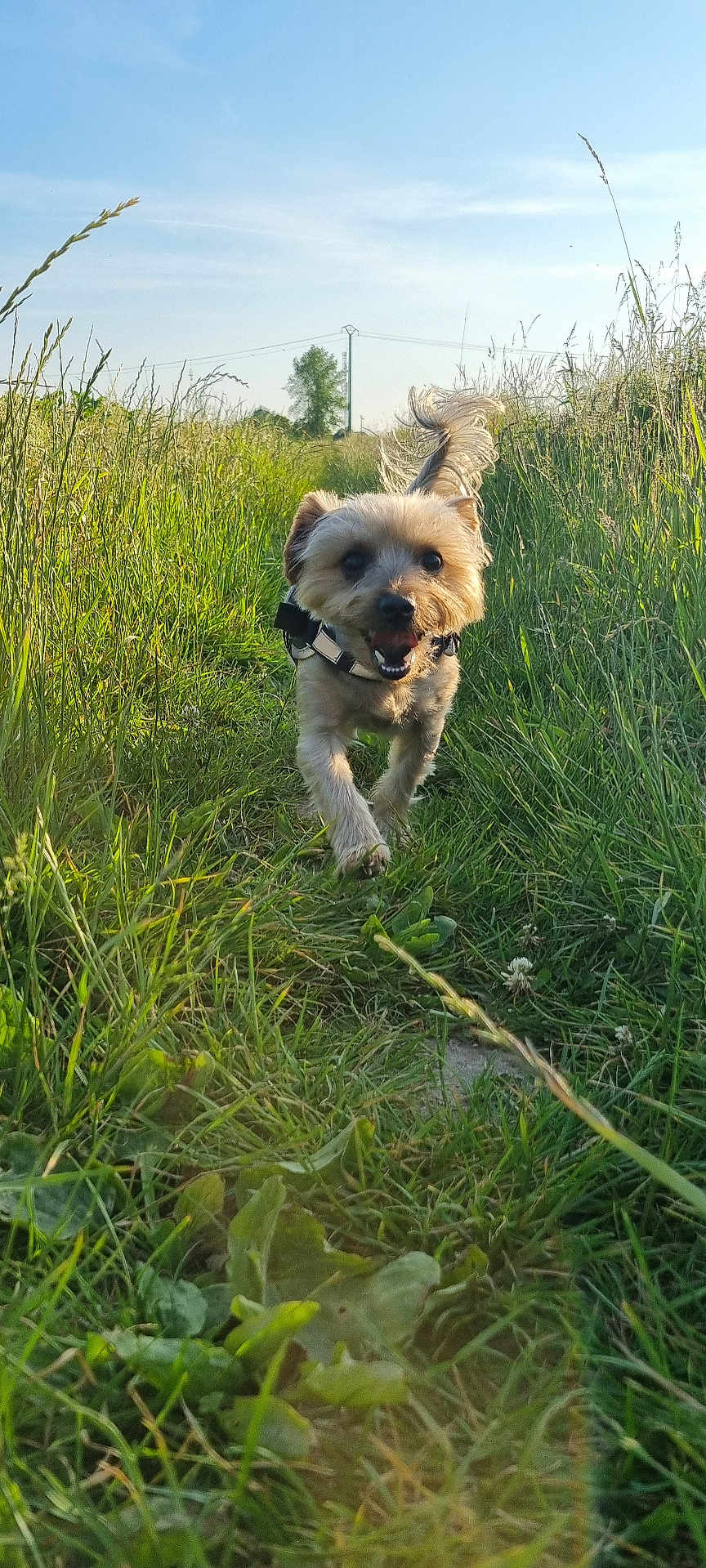 Nougat participe au concours pour gagner de l'argent avec cette photo : dog, grass, path, outdoor, sunlight, sky, nature, happy, running, small_dog, greenery, daytime, tail, fur, field, collar, pet, animal, summer, clear_sky