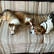 Gillian is registered to the contest to win money with this photo: dog, couch, indoor, pet, resting, furniture, relaxed, brown, white, beige, striped, paw, collar, sleeping, animal, laying_down, cute, companion, home, cozy