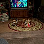 Gillian joined the competition — help win amazing prizes! dog, living_room, rug, toy, carpet, furniture, television, shelf, yarn, cozy, pet, canine, indoor, brown, red, carpet_pattern, couch, wooden_cabinet, floor, relaxation