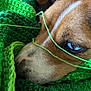 Gillian is registered to the contest to win money with this photo: dog, close_up, blue_eye, brown_fur, white_marking, knitted_blanket, green_yarn, sleepy, cozy, pet, animal, fur, texture, resting, domestic_animal, cute, snuggle, wool, thread, relaxed