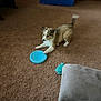 Dolly joined the competition — help win amazing prizes! puppy, dog, frisbee, carpet, indoor, brown, toy, playful, pet, canine, living_room, furniture, floor, cute, animal, young, tail, paw, fun, home