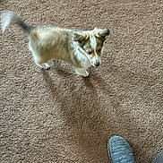 Dolly is registered to the contest to win money with this photo: puppy, dog, carpet, indoor, pet, furry, tail, blur, footwear, slipper, cozy, home, animal, cute, pet_owner, walking, small_dog, tan, white, blurred_tail