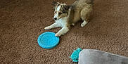 Dolly joined the competition — help win amazing prizes! puppy, dog, frisbee, carpet, indoor, brown, toy, playful, pet, canine, living_room, furniture, floor, cute, animal, young, tail, paw, fun, home