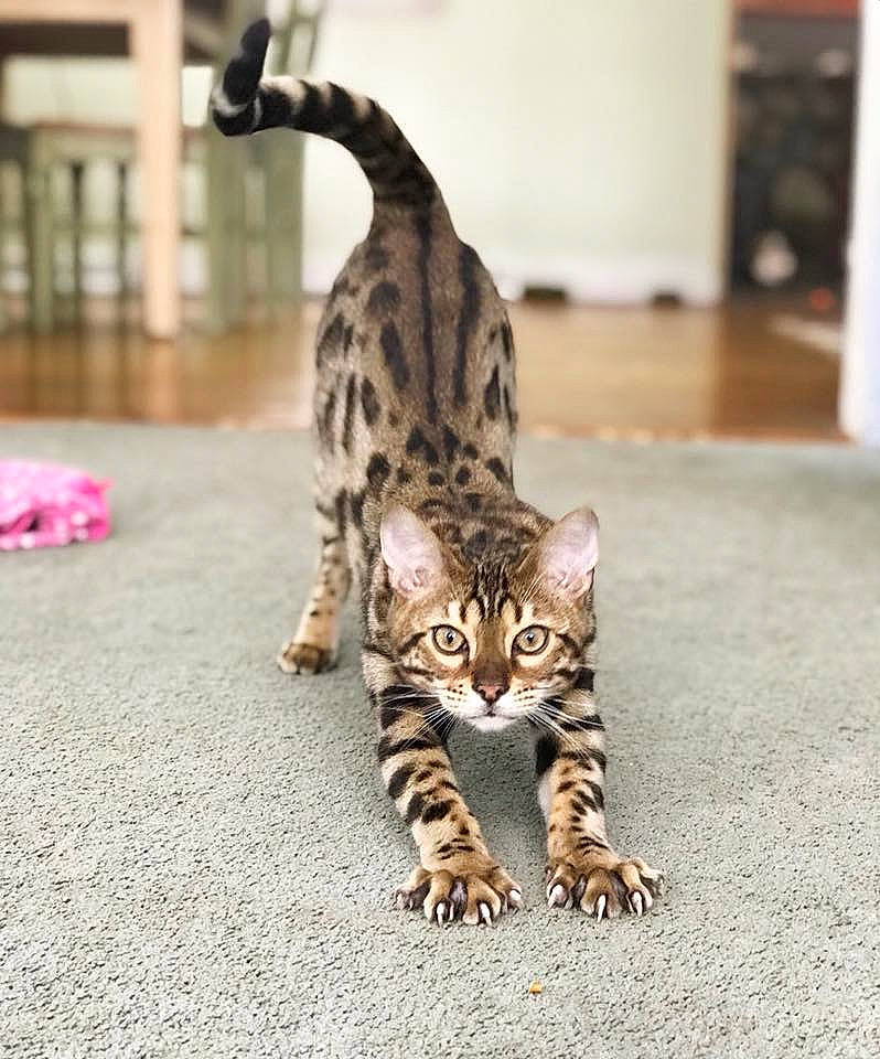 Finnigan is registered to the contest to win money with this photo: asian, bengal, carnivore, cat, dragon_li, european_shorthair, felidae, kitten, mammal, ocelot, savannah, small_to_medium_sized_cats, sokoke, tabby_cat, tail, terrestrial_animal, toyger, vertebrate, whiskers, wildlife