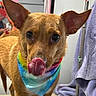 dog, brown_dog, small_dog, standing, tongue_out, wide_eyes, rainbow_bandana, collar, pet, animal, portrait, close_up, indoors, laundry_room, towels, mirror, heart_decorations, carpet, cute, funny