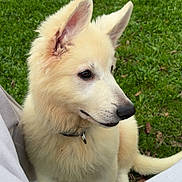 Asap a rejoint le concours — aidez-le/la à gagner de superbes lots ! dog, puppy, fluffy, cream_color, grass, outdoor, collar, ears, side_view, pet, animal, young_dog, sitting, person_legs, nature, canine, cute, fur, alert, daylight