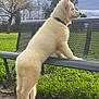 dog, white_dog, fluffy, park, bench, grass, outdoor, nature, tree, cloudy_sky, pet, animal, side_view, standing, curious, collar, paw, fur, canine, daytime