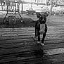 dog, black_and_white, porch, wooden_floor, rain_drops, glass_door, outdoor, house, table, plant, pet, curious, animal, daylight, vintage, nature, yard, standing, canine, monochrome