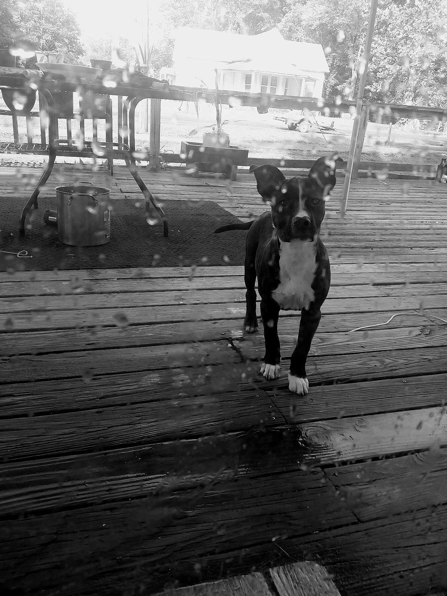 Lycan is registered to the contest to win money with this photo: dog, black_and_white, porch, wooden_floor, rain_drops, glass_door, outdoor, house, table, plant, pet, curious, animal, daylight, vintage, nature, yard, standing, canine, monochrome