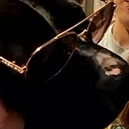 Lycan joined the competition — help win amazing prizes! dog, black_dog, sunglasses, person, tattoo, arm, indoor, smile, close_up, hand, pet, animal, casual, accessory, face, eyewear, human, holding, background, fun