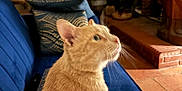 Nemo participe au concours pour gagner de l'argent avec cette photo : cat, ginger_cat, feline, blue_couch, pillow, indoor, home, statue, horse_statue, window, curtains, brick_floor, lamp, furniture, whiskers, pet, cozy, domestic, animal, relaxing