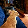 cat, ginger_cat, feline, blue_couch, pillow, indoor, home, statue, horse_statue, window, curtains, brick_floor, lamp, furniture, whiskers, pet, cozy, domestic, animal, relaxing