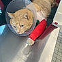 Nemo participe au concours pour gagner de l'argent avec cette photo : cat, ginger_cat, cone, protective_collar, red_cast, injury, pet_carrier, veterinary, clinic, animal, resting, fur, paw, indoor, metal_surface, tile_floor, medical, injured, calm, concerned
