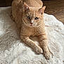 cat, orange_cat, furry_rug, wooden_floor, pet, animal, indoor, feline, resting, looking_at_camera, whiskers, ears, paws, fur, cute, domestic_cat, cozy, relaxed, portrait, home
