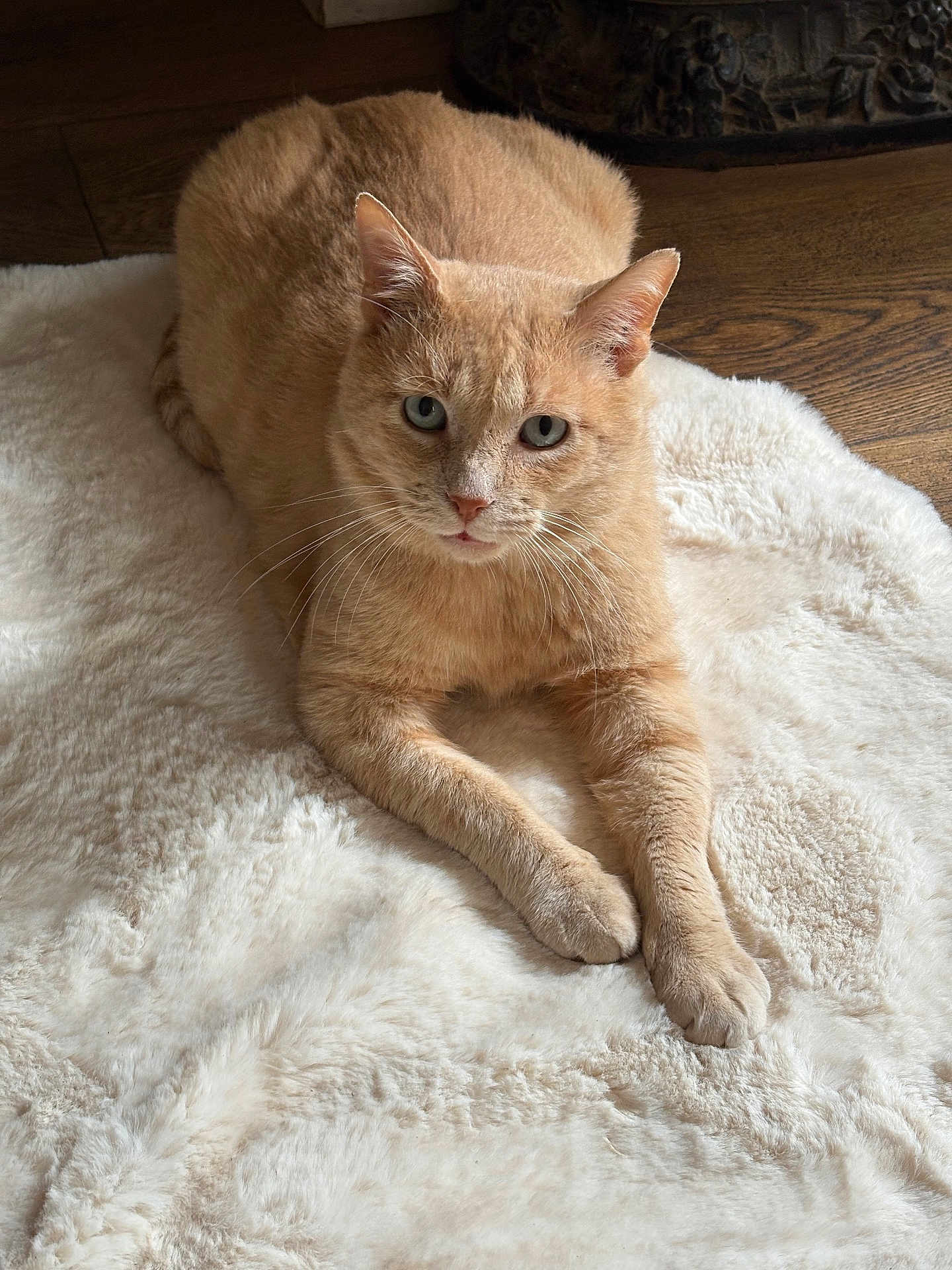 Nemo participe au concours pour gagner de l'argent avec cette photo : cat, orange_cat, furry_rug, wooden_floor, pet, animal, indoor, feline, resting, looking_at_camera, whiskers, ears, paws, fur, cute, domestic_cat, cozy, relaxed, portrait, home