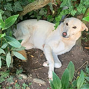 Hope a rejoint le concours — aidez-le/la à gagner de superbes lots ! dog, white_dog, ivy, green_leaves, plants, dirt_ground, outdoor, nature, animal, pet, lying_down, calm, garden, tree_trunk, fur, eyes, nose, ears, resting, natural_light