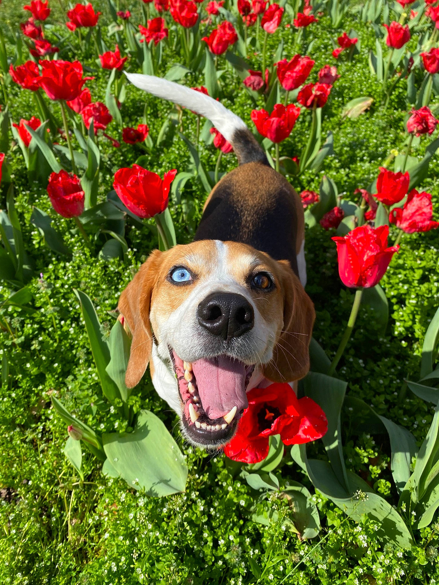 Shiloh is registered to the contest to win money with this photo: beagle, canidae, carnivore, companion_dog, coquelicot, dog, dog_breed, fawn, flower, hound, hunting_dog, mammal, plant, shrub, sporting_group, spring, tulip, wildflower