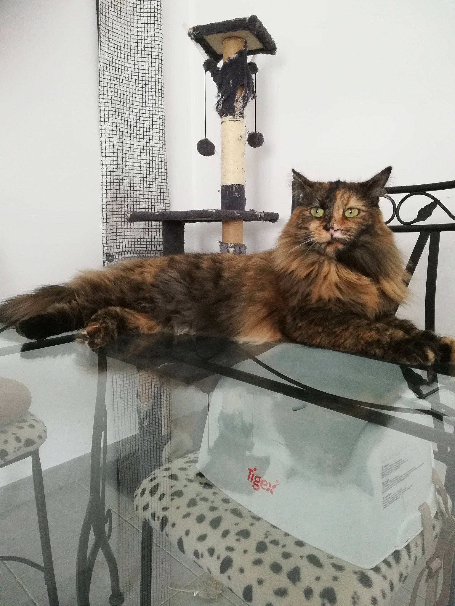 Pupuce a rejoint le concours — aidez-le/la à gagner de superbes lots ! art, bag, baggage, carnivore, cat, claw, domestic_short_haired_cat, felidae, fur, grey, luggage_and_bags, maine_coon, metal, plant, room, small_to_medium_sized_cats, tail, terrestrial_animal, whiskers