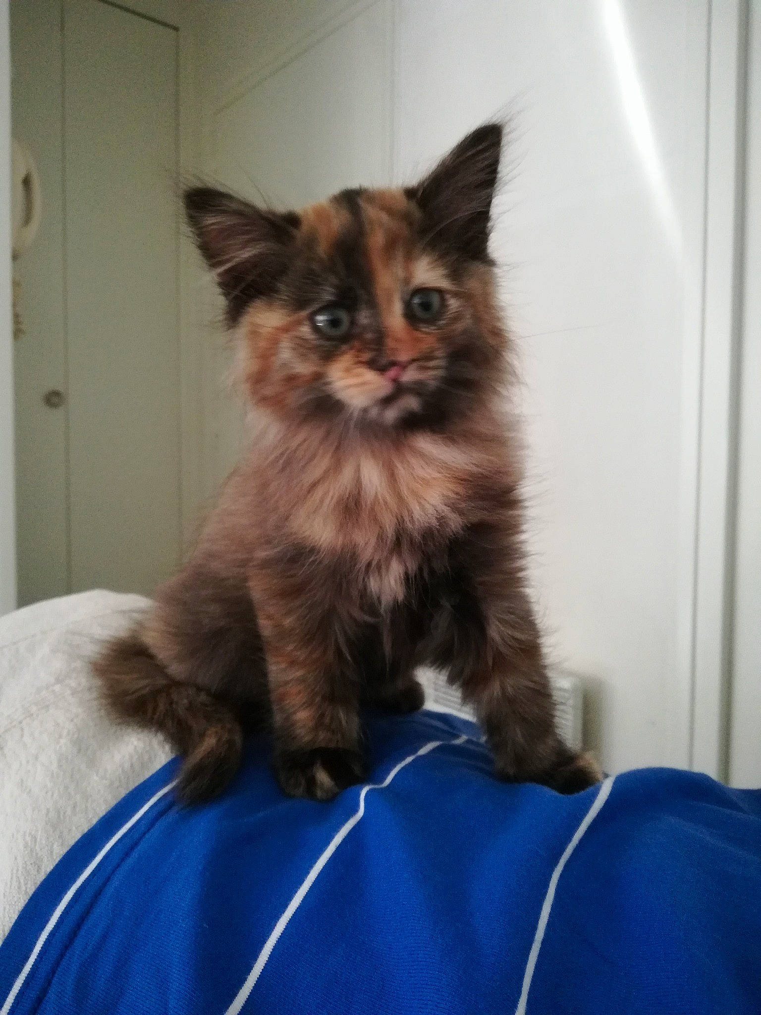 Pupuce a rejoint le concours — aidez-le/la à gagner de superbes lots ! box, carnivore, cat, claw, comfort, domestic_short_haired_cat, door, electric_blue, fawn, felidae, fur, iris, maine_coon, paw, sitting, small_to_medium_sized_cats, snout, tail, terrestrial_animal, whiskers