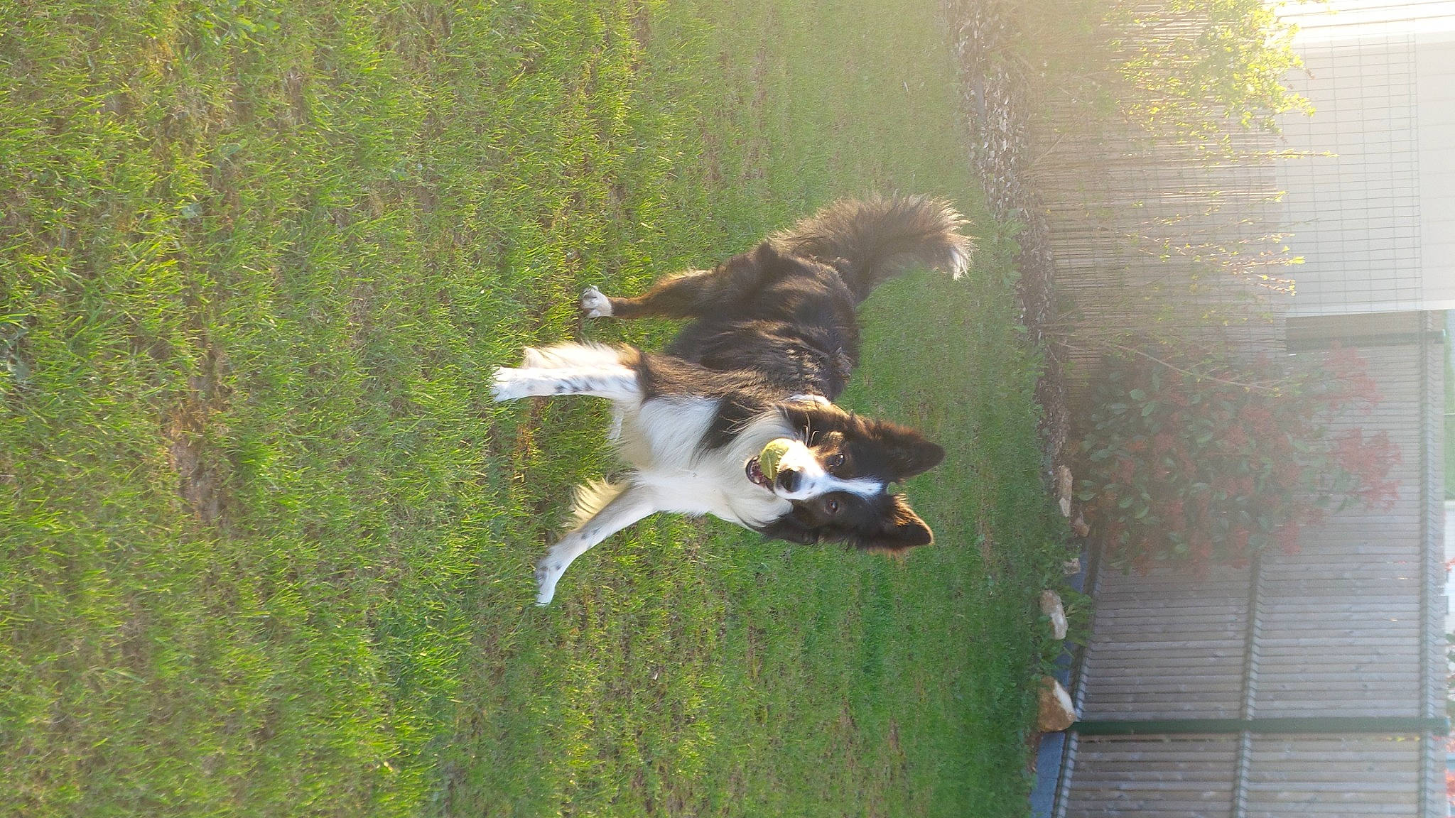 Jack participe au concours pour gagner de l'argent avec cette photo : canidae, carnivore, collie, companion_dog, dog, dog_breed, dog_sports, grass, gun_dog, herding_dog, hunting_dog, jumping, pasture, plant, rough_collie, sporting_group, tail, working_dog