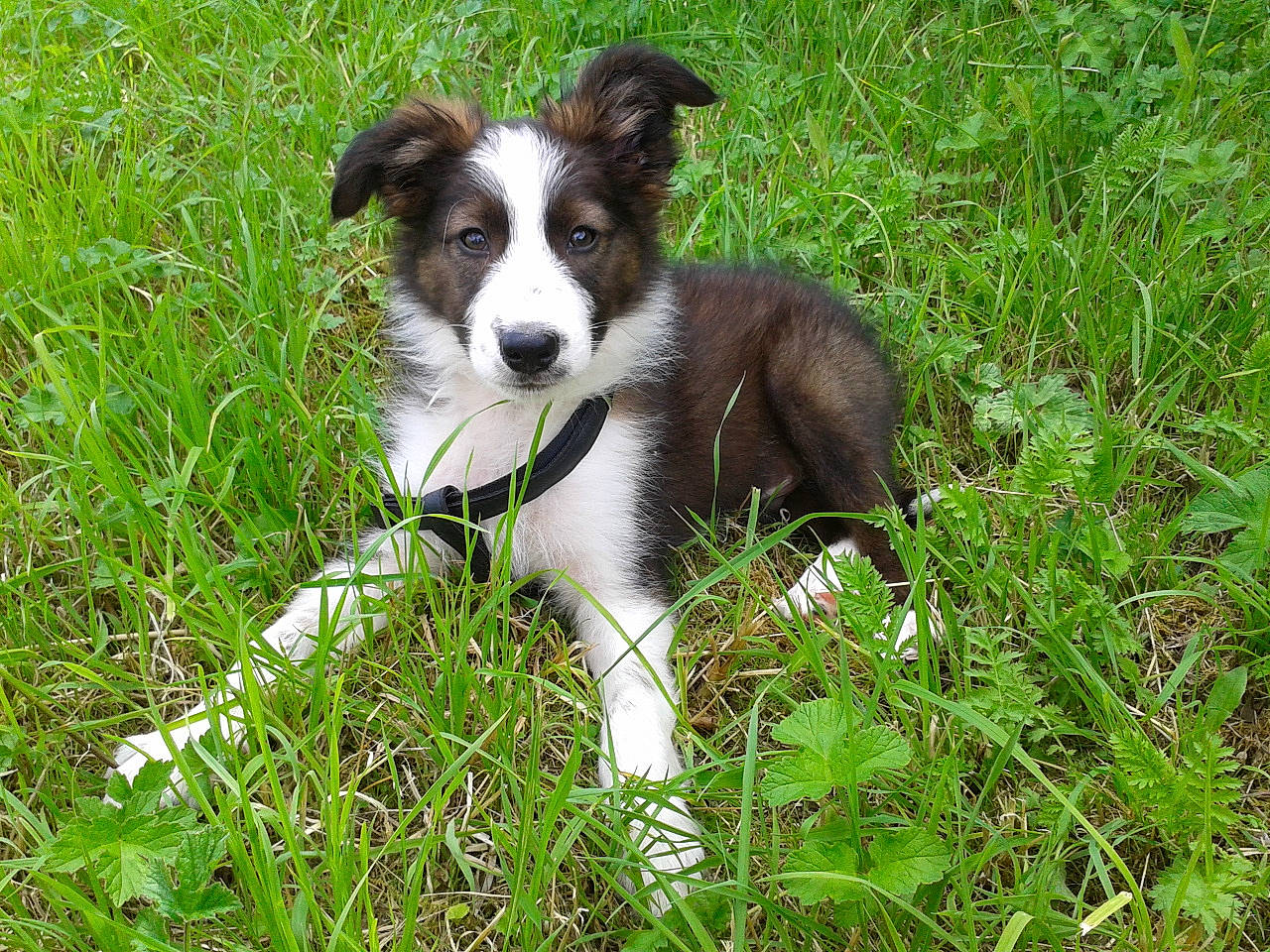 Jack participe au concours pour gagner de l'argent avec cette photo : canidae, carnivore, companion_dog, dog, dog_breed, grass, grass_family, grassland, groundcover, herbaceous_plant, herding_dog, plant, puppy, snout, sporting_group, terrestrial_animal, terrier, whiskers, working_animal, working_dog