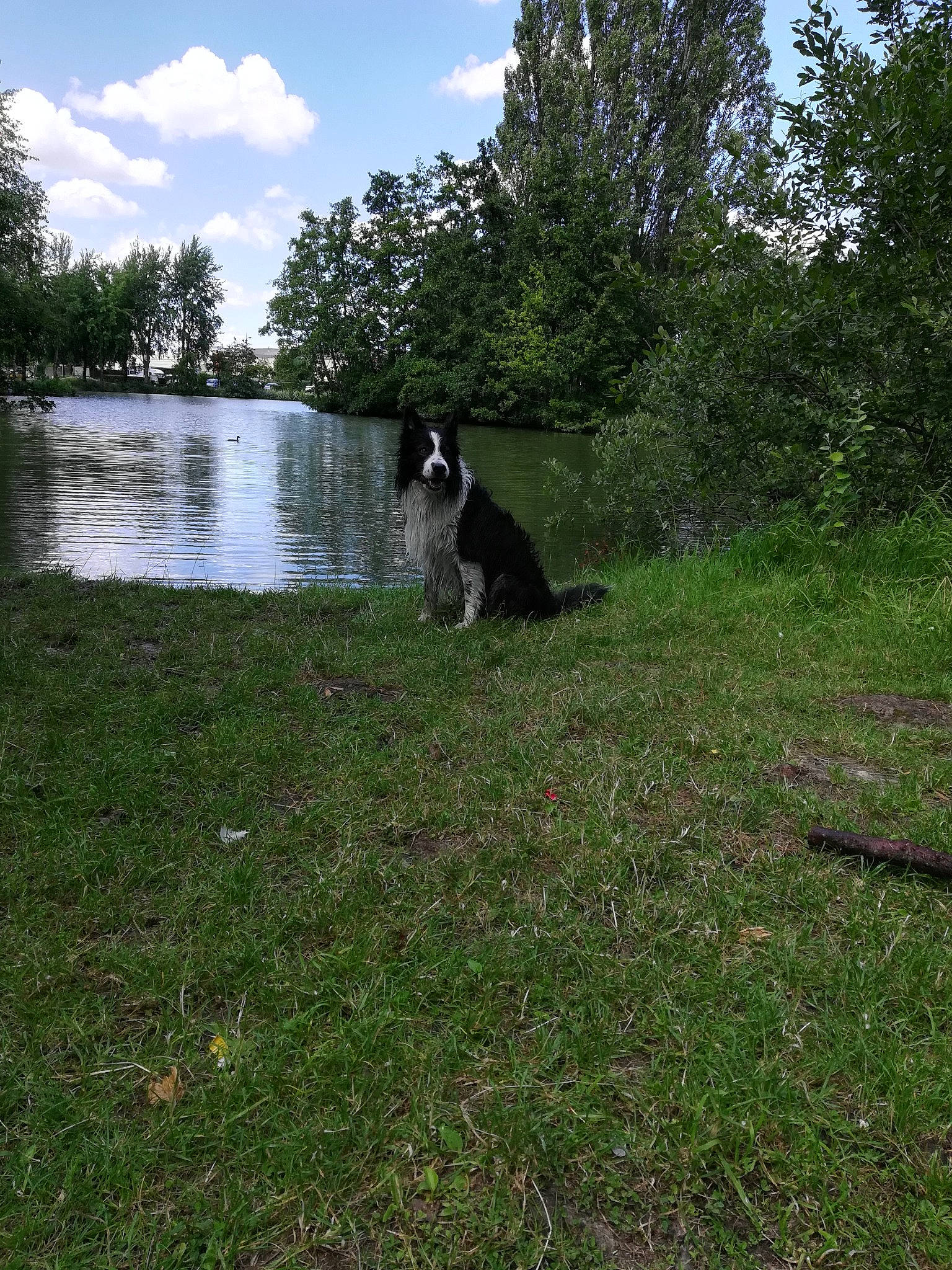Jack participe au concours pour gagner de l'argent avec cette photo : carnivore, cat, cloud, companion_dog, dog, dog_breed, felidae, grass, grass_family, grassland, lacustrine_plain, lake, landscape, lawn, natural_landscape, plant, sky, tail, tree, water