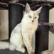 Ange participe au concours pour gagner de l'argent avec cette photo : cat, fluffy, yellow_eyes, sitting, cat_tree, indoor, pet, feline, whiskers, fur, animal, cute, domestic_cat, portrait, relaxed, gray, white, ears, paw, looking