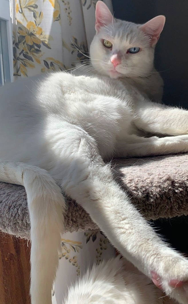 Misha Joy joined the competition — help win amazing prizes! carnivore, cat, claw, comfort, domestic_short_haired_cat, ear, fawn, felidae, foot, fur, leg, paw, sitting, small_to_medium_sized_cats, snout, tail, terrestrial_animal, whiskers, white