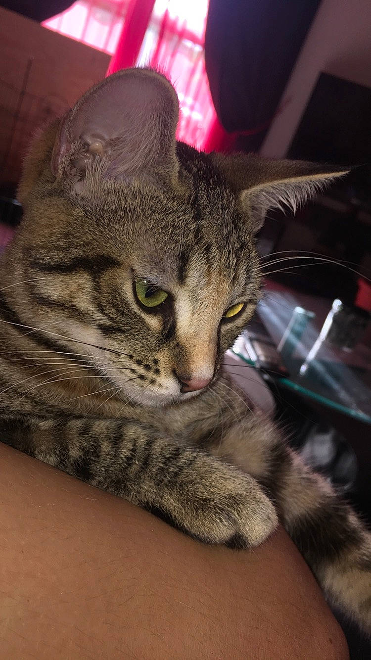 Nala participe au concours pour gagner de l'argent avec cette photo : american_shorthair, asian, australian_mist, california_spangled, carnivore, cat, domestic_short_haired_cat, dragon_li, egyptian_mau, european_shorthair, felidae, kitten, mammal, ocicat, pixie_bob, small_to_medium_sized_cats, snout, tabby_cat, vertebrate, whiskers